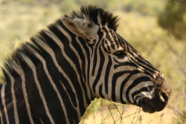 Pilanesberg