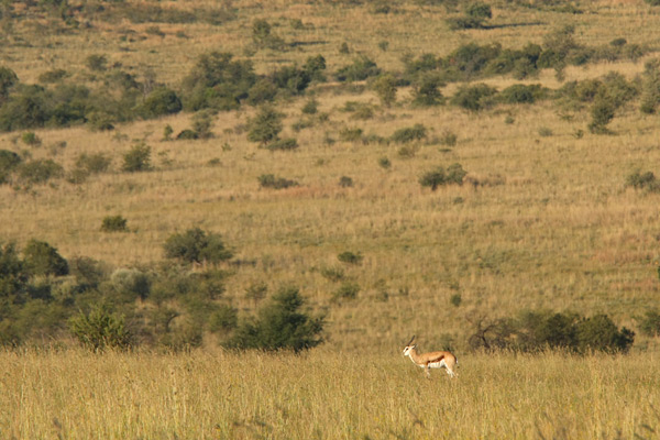 Pilanesberg
