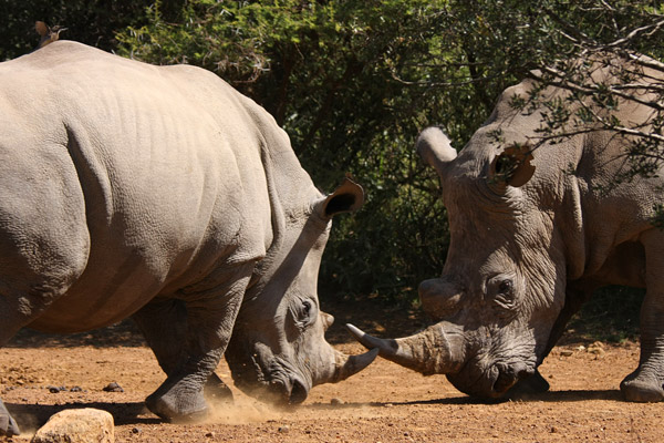 Pilanesberg