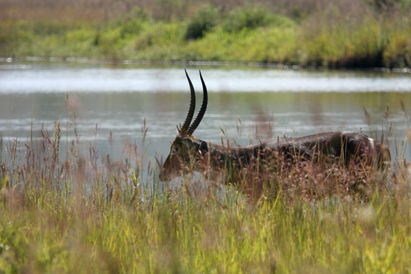Pilanesberg