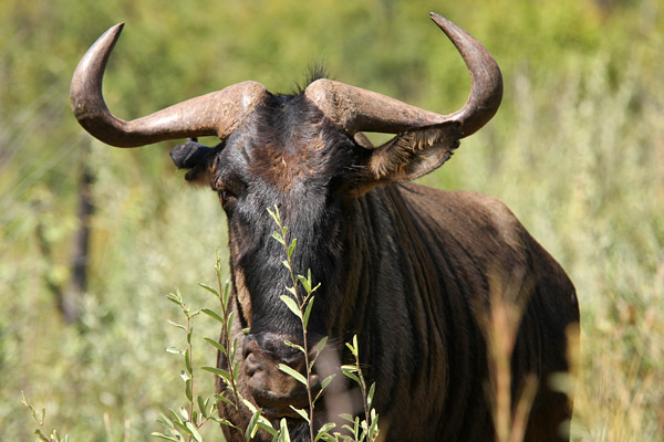 Pilanesberg