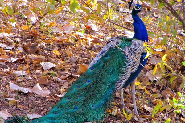 Ranthambore National Park