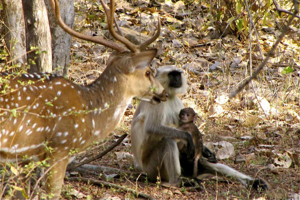 Ranthambore National Park