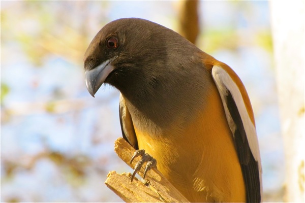 Ranthambore National Park