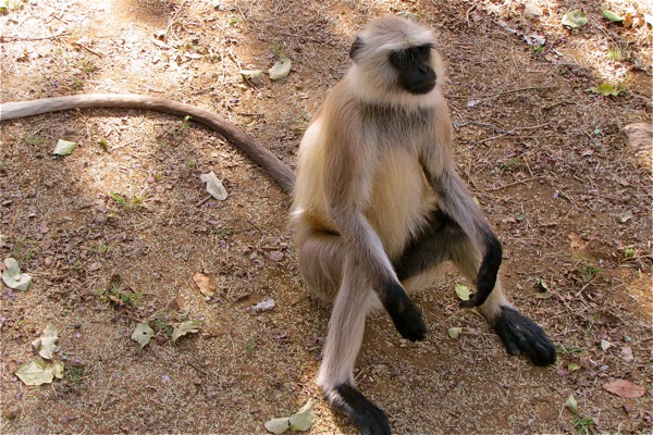 Ranthambore National Park