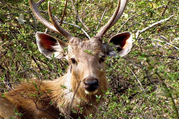 Ranthambore National Park