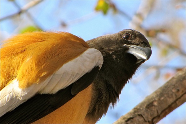 Ranthambore National Park