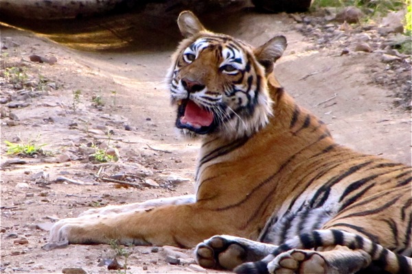 tiger