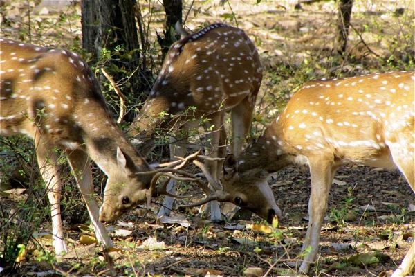 Ranthambore National Park