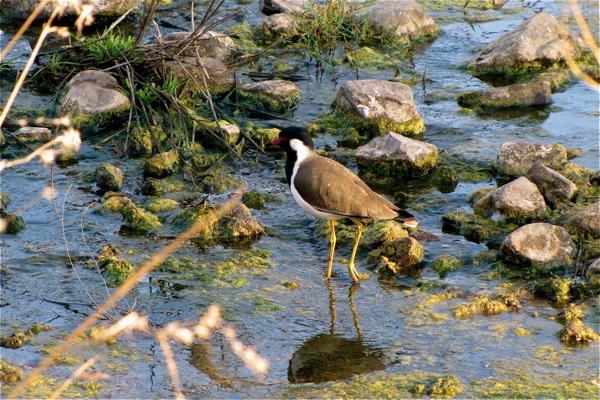 Ranthambore National Park