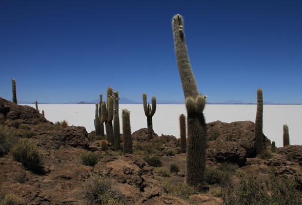 Incahuasi island in Salar de Uyuni