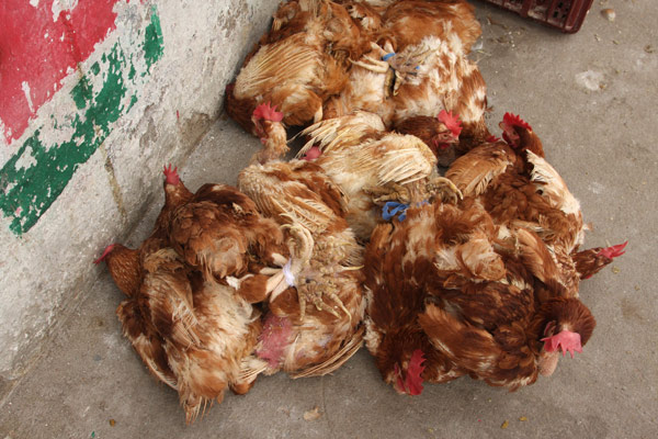 chickens