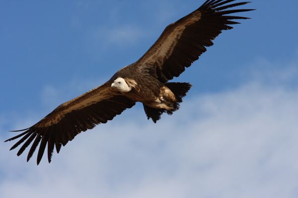 skyburial