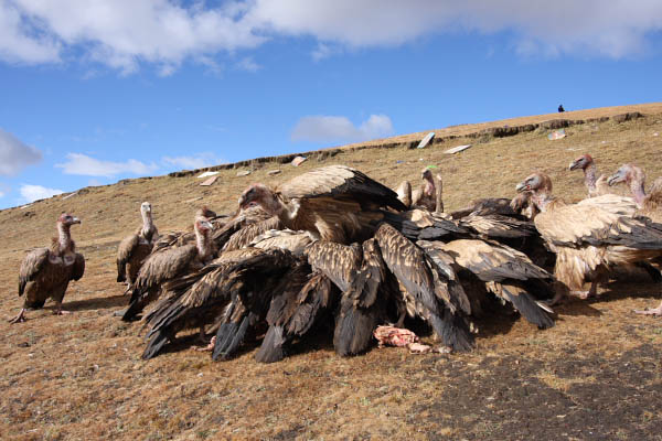 skyburial