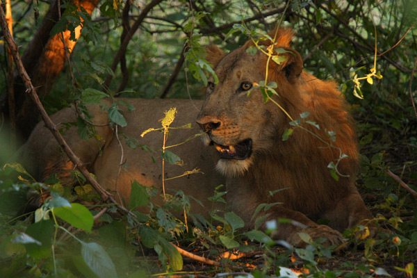 South Luangwa