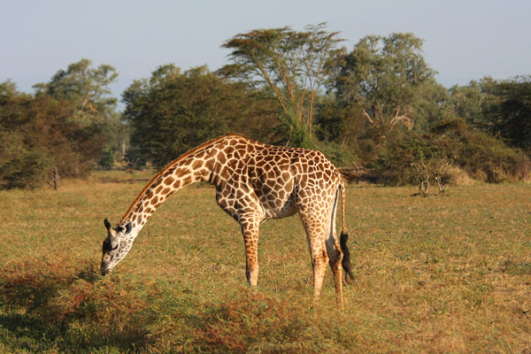 South Luangwa