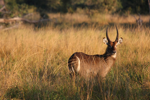 South Luangwa