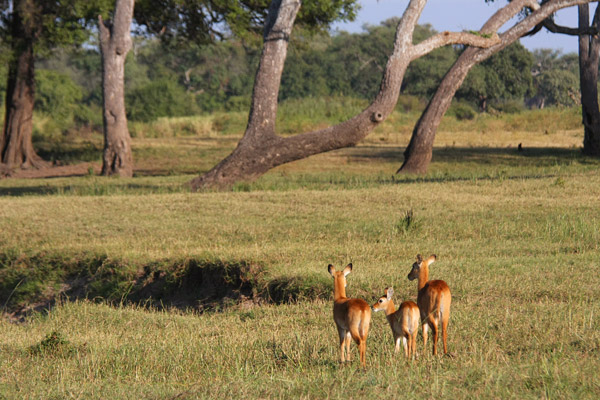 South Luangwa