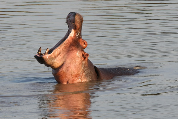 South Luangwa