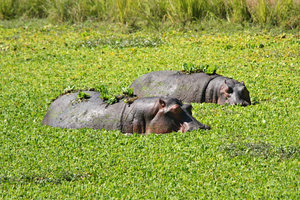 South Luangwa