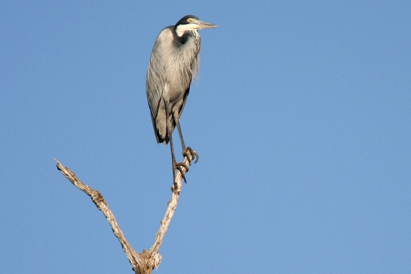 South Luangwa