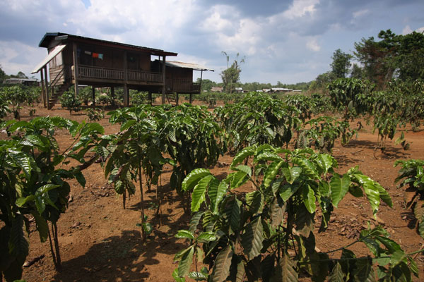 Bolaven Plateau