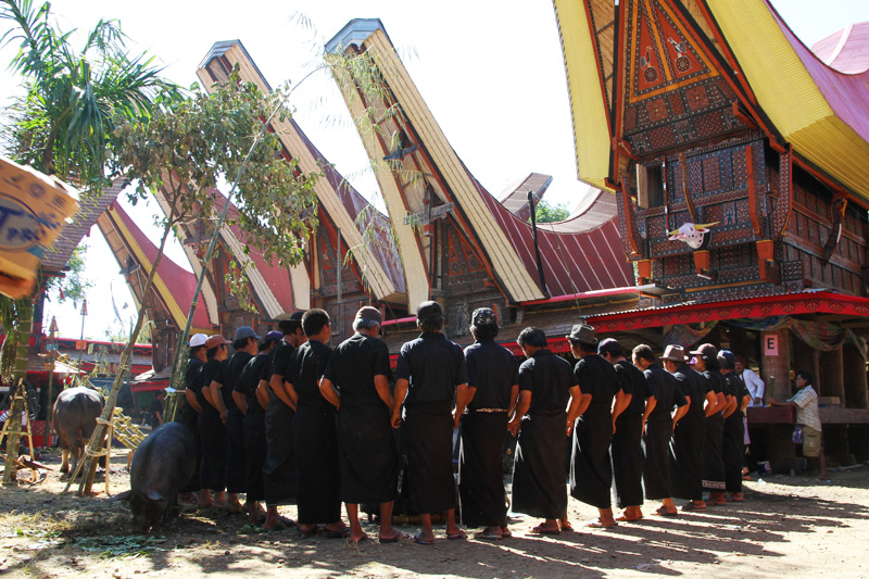 Tana Toraja Funeral Travel Pictures