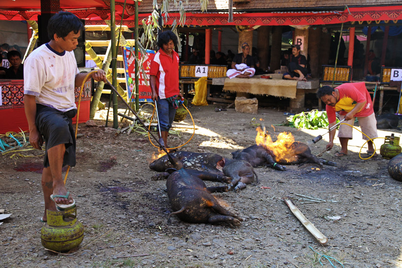 Tana Toraja funeral