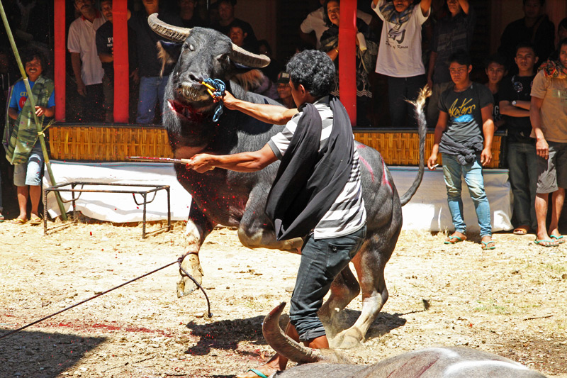 Tana Toraja funeral