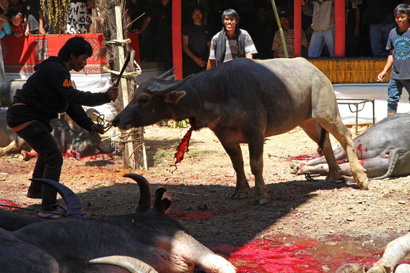 Tana Toraja funeral