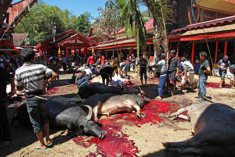 Tana Toraja funeral
