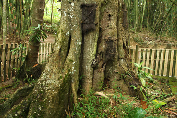 Tana Toraja Graves