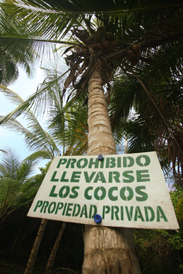  palms