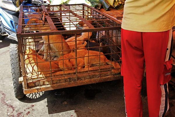 Tomohon Market