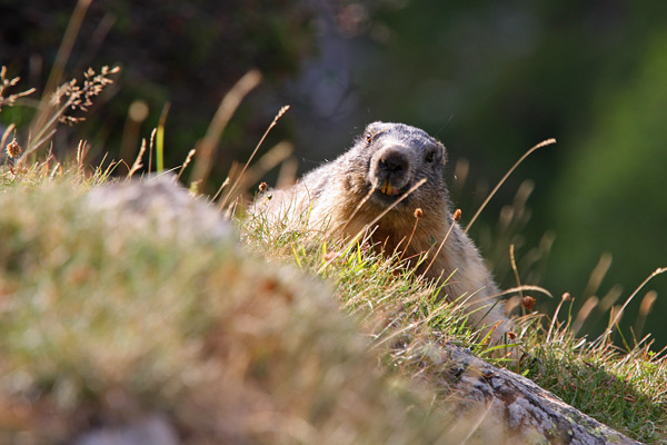 marmot