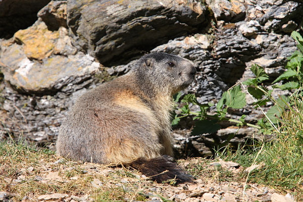 marmot