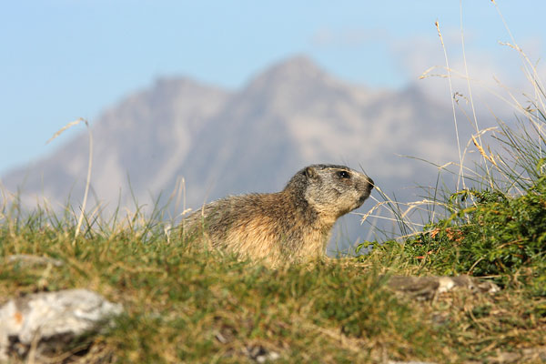 marmot