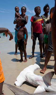 Vezo people around a hammerhead