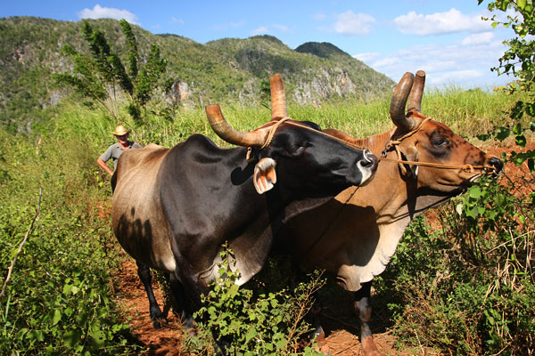 Farmer with cows