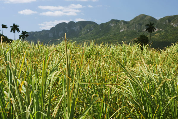 Sugarcane field
