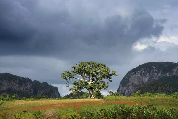 Baobab tree