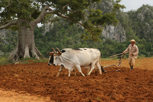 Farmer in Vinales