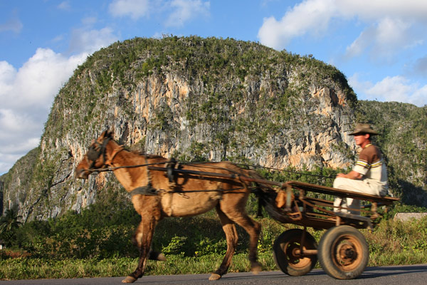 Horse cart
