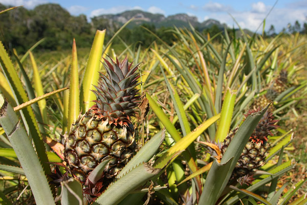 Pineapple