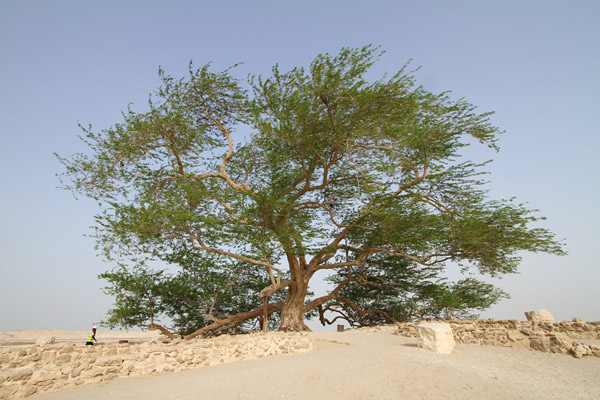 Tree of Life
