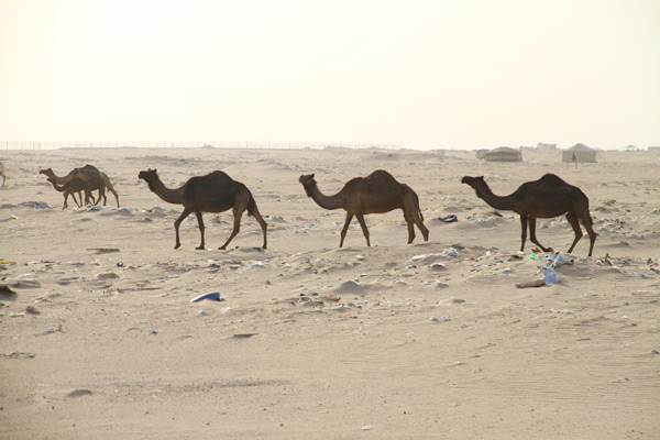 Desert