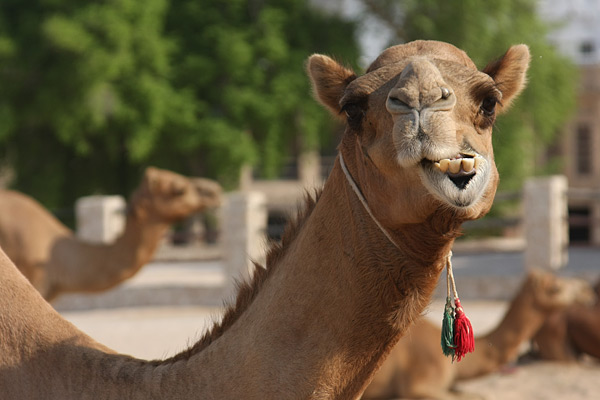 Camel lot
