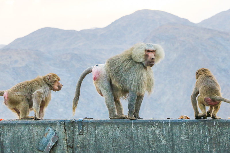Baboons