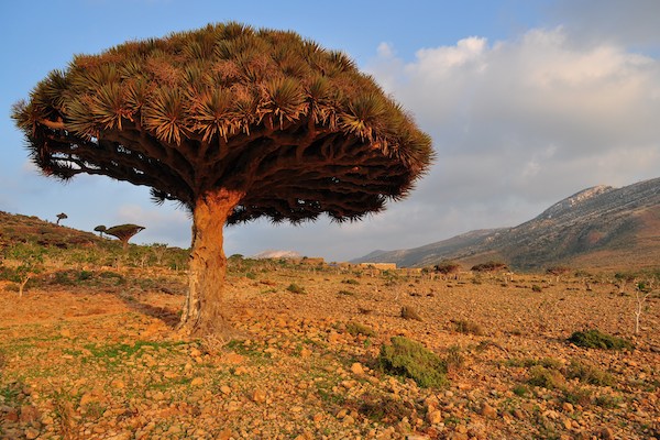 Socotra Island