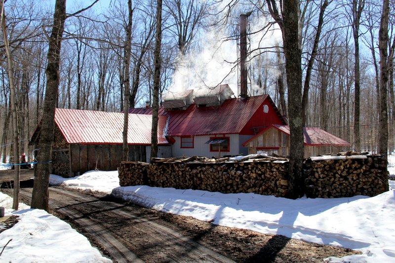 Maple sugar season